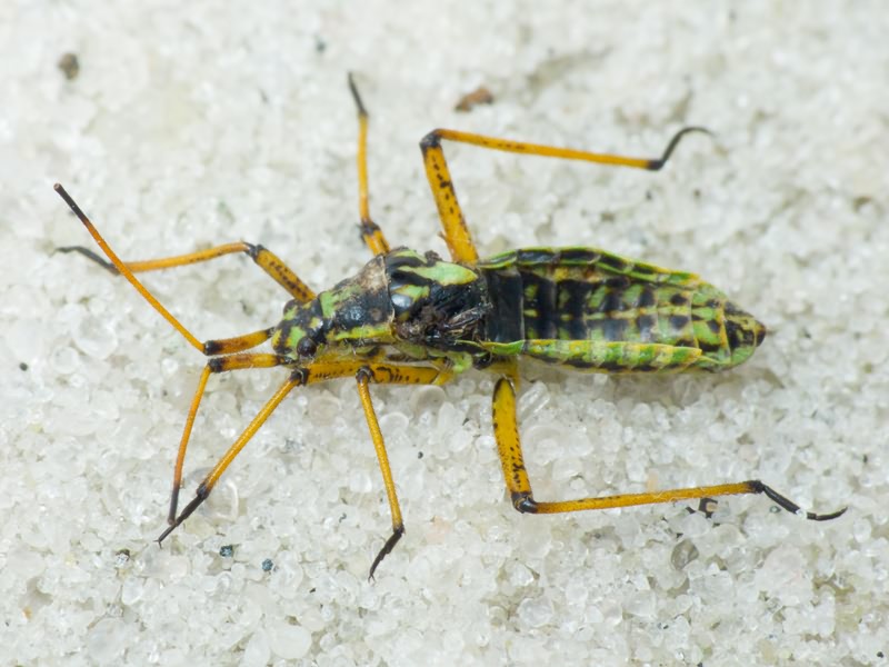 Miridae